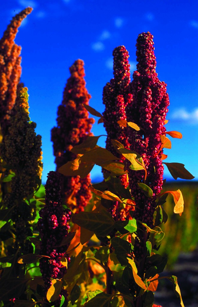 plant de quinoa (épis)